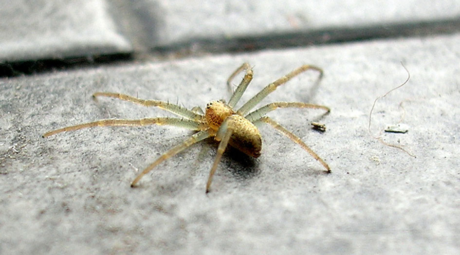 Achaearanea tepidariorum e ?